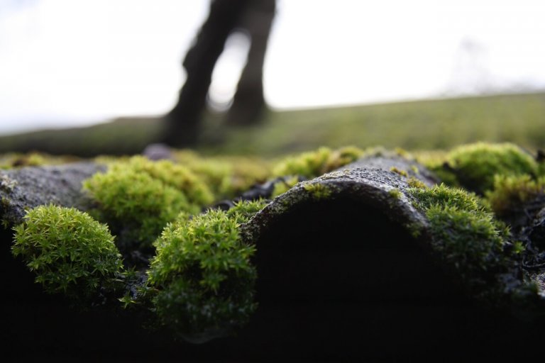 moss-3796971_1280-768×512